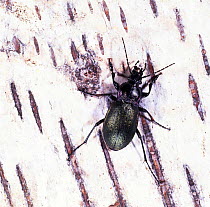 Ground Beetle (Carabus nemoralis) on birch bark, UK. Captive.