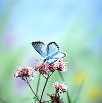 Chalkhill Blue butterfly (Polyommatus coridon) on Marjoram (Origanum vulgare) UK