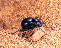 Striped Toktokkie Beetle rolling dung (Psammodes striatus). South Africa, captive