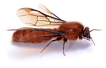 Driver ant (unidentified) winged male. South Africa, captive
