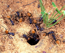 Bal-byter Ants (Camponotus fulvopilosus) emerge from nest in spring. South Africa.