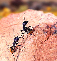 Bal-byter Ant (Camponotus fulvopilosus) prepare to attack intruder. digital composite,