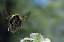 Bumble bee in flight {Bombus sp.} facing the camera