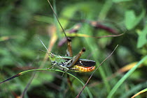 Stripe-winged grasshopper {Stenobothrus lineatus} male stridulating