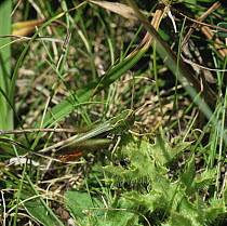 Stripe-winged grasshopper {Stenobothrus lineatus} male stridulating, Europe
