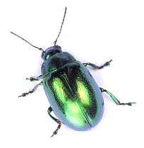 Mint Beetle (Chrysolina menthastri) UK, captive