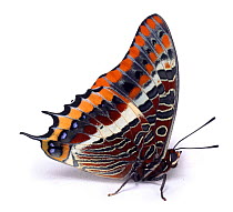 Two-tailed Pasha butterfly (Charaxes jasius) captive, Europ