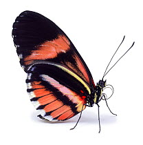 Heliconius Butterfly (Heliconius species) captive