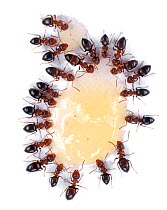 Ants (unidentified) feeding on spilt honey. UK.