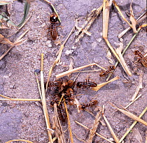 Harvester termites {Hodotermes sp} collect dead grass for underground nest,
