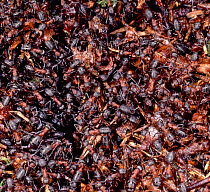 Wood Ants (Formica rufa) congregate on top of nest mound in early spring. UK.