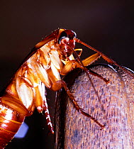 American Cockroach (Periplaneta americana) female, captive