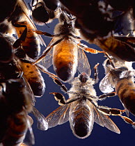 Honey Bee workers, underside showing abdomenal wax glands, UK.