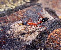 Bulldog Ant (Myrmecia sp) worker.Western Australia.