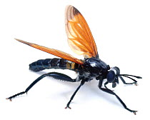 Giant robber fly (unidentified) Trinidad, captive
