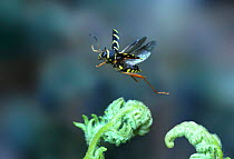 Wasp Beetle (Clytus arietus) taking off from bracken, UK, captive