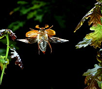 RF- Cockchafer Beetle male (Melolontha melolontha) in flight, Surrey, UK. (This image may be licensed either as rights managed or royalty free.)
