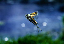 Water Boatman / Backswimmer (Notonecta glauca) flying. Surrey, UK