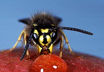 Common Wasp (Vespula vulgaris) worker drinking apple juice, UK. Captive.