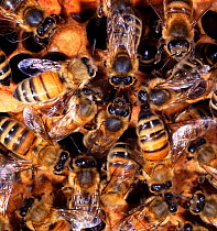 Honey Bee (Apis mellifera) workers mutual feeding within hive, Surrey, UK.