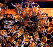 Honey Bee (Apis mellifera) workers mutual feeding within hive. Surrey, UK