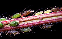 Aphid (unidentified) female giving birth, UK. Captive.