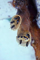 Sweat-bees (Trigona sp) guard the entrances to their nest, Sierra Leone, Africa.