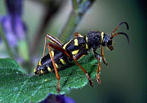 Wasp Beetle (Clytus arietus) Surrey, UK.