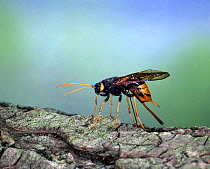 Giant Wood wasp (Urocerus gigas) female laying eggs in fallen conifer, Surrey, UK.