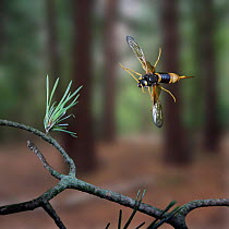 Giant Wood wasp (Urocerus gigas) female flying, digital composite, Surrey, UK