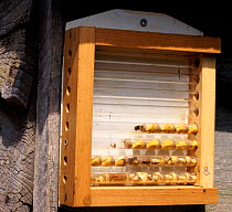 A bee box with Red Mason Bee nests (Osmia rufa) inside glass tubes. Surrey, UK