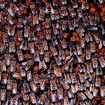 Honey Bees facing upwards to protect comb from rain. {Apis mellifera} Surrey, UK