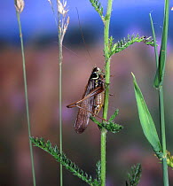 Roesel's Bush Cricket (Metrioptera roeselii) winged male. Surrey, UK.