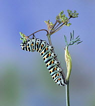 Swallowtail Butterfly (Papilio machaon) caterpillar feeding on fennel, UK. Captive.