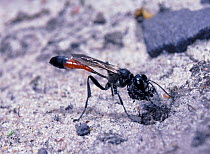 Sand Wasp (Ammophila pubescens) excavating burrow. Surrey, UK.