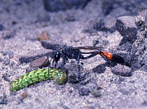Sand Wasp (Ammophila pubescens) drags caterpillar into its burrow. Surrey, UK.