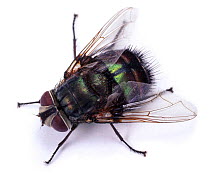 Giant Greenbottle Fly (Lucilia sp) Western Australia. Captive
