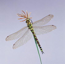 Southern Hawker Dragonfly (Aeshna cyanea) female, UK. Captive.