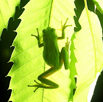 European Tree Frog (Hyla arborea) climbing leaf, UK. Captive.