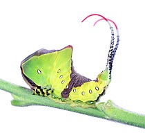 Puss Moth (Cerura vinula) caterpillar showing defensive 'whips' UK. Captive.