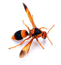Solitary Wasp (Eumenidae) Australia. Captive