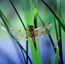 Four-spotted Chaser Dragonfly (Libellula quadrimaculata) Surrey, UK.