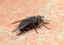 Common Bluebottle Fly (Calliphora vomitoria) basks on a brick wall. Surrey, UK.