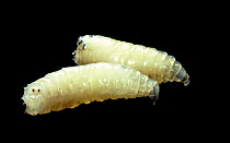 Bluebottle Fly (Calliphora vomitoria) larvae.