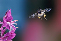Honey Bee (Apis mellifera) worker visiting Rosebay flowers, Surrey, UK.
