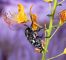 Jewel beetle (Buprestidae) Namibia, Africa.