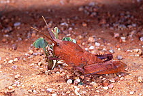 Rain Locust (Lamarckiana sp) wingless nymph, Namibia Africa.