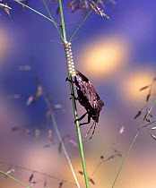 Shield Bug (Hemiptera) female laying eggs on grass stem. Namibia, Africa.