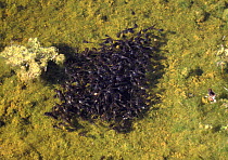 Tadpoles (unidentified) in a rainwater pool in the Namib Desert, Namibia