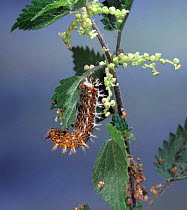Comma Butterfly (Polygonia c-album) caterpillar on nettle. Surrey, UK
